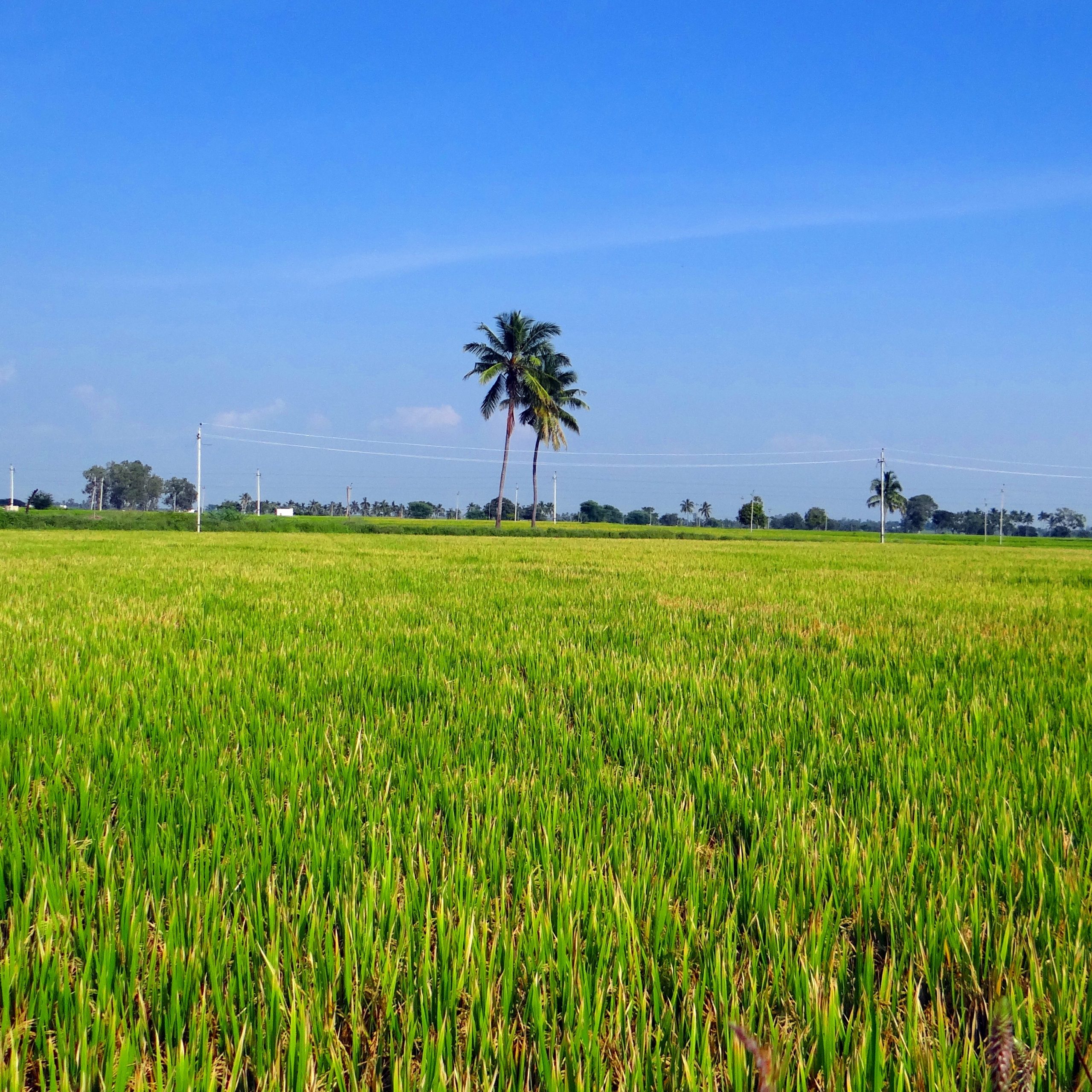 Индия может «позеленеть» благодаря водороду