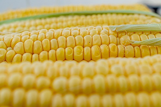 В США из-за Украины рекордно подорожала кукуруза