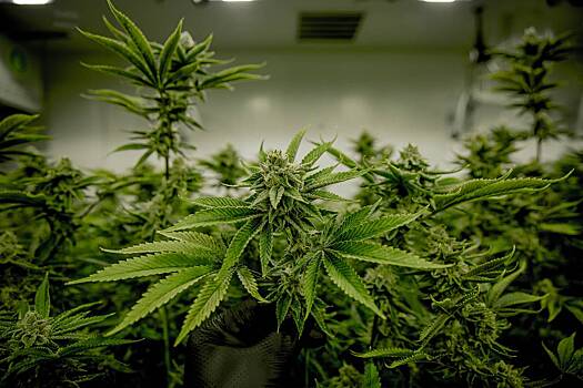 В ФРГ одобрили законопроект о легализации марихуаны