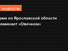 Ферма из Ярославской области напоминает «Овечном»