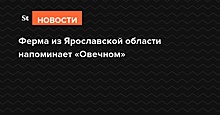 Ферма из Ярославской области напоминает «Овечном»