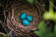 Почему у птиц цветные яйца