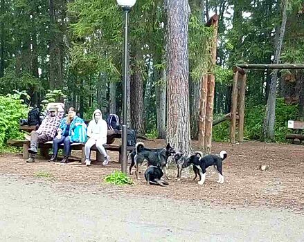 Красноярцев просят не посещать «Столбы» ночью из-за одичавших бродячих собак