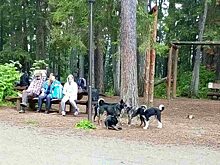 Красноярцев просят не посещать «Столбы» ночью из-за одичавших бродячих собак