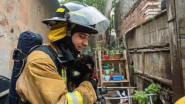 В Петербурге из горящего приюта спасли 300 животных