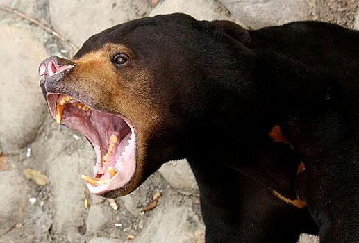 Малайским медведям удалась игра в имитацию