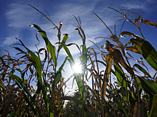 Урожай кукурузы в этом году может стать рекордным в России