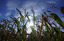 Урожай кукурузы в этом году может стать рекордным в России