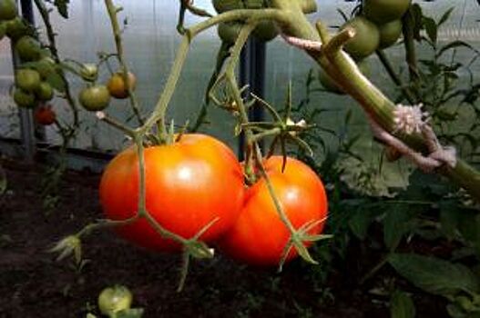 Какие у томатов болезни и как с ними бороться?