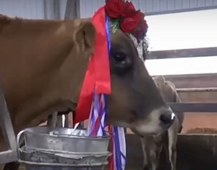 Корова из Калужской области стала участницей конкурса красоты