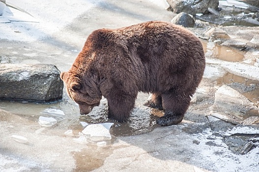 Медведи атакуют: жители одного из районов Алтайского края боятся выходить за порог