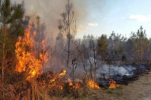 Эксперт рассказал о влиянии дыма лесных пожаров на здоровье населения