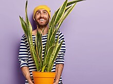 Они влияют на психику: 7 комнатных растений, которые обязательно поднимут настроение
