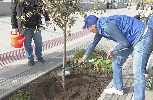 В Новосибирске на Михайловской набережной высадили устойчивую к морозам яблоню