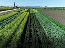 Австралийские учёные вырастили масличные в тропическом климате