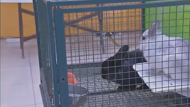 В Серове жители возмутились содержанием животных в контактном зоопарке