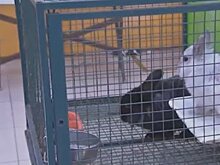 В Серове жители возмутились содержанием животных в контактном зоопарке