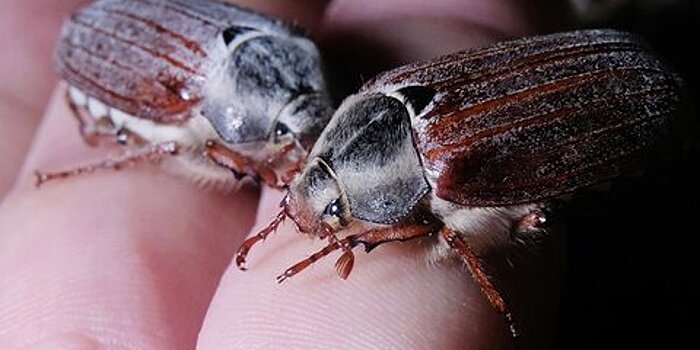 Энтомолог объяснил, почему в Москве почти нет майских жуков