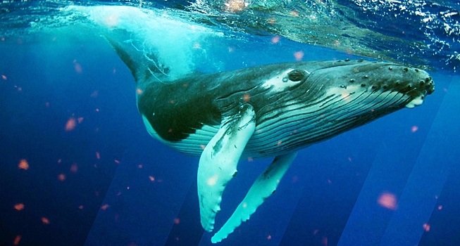 Семь мест в России, где можно увидеть китов