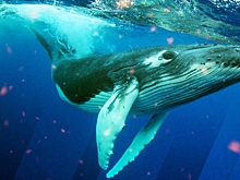 Семь мест в России, где можно увидеть китов