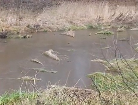 «Вонь страшная»: нижегородцы заявили о новой экологической катастрофе