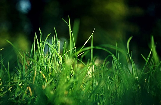 Чем грозит несвоевременный покос травы в Армавире