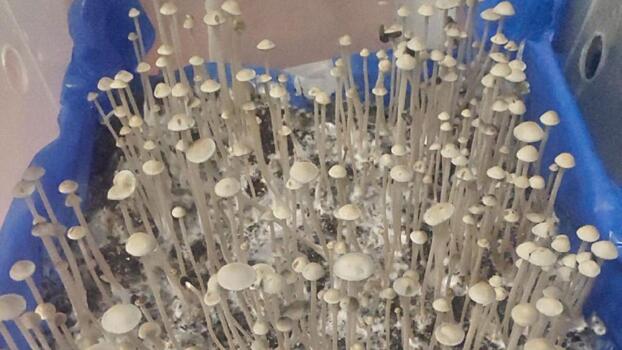 В Хакасии будут судить жителя Абакана за сбыт псилоцибиновых грибов и мефедрона