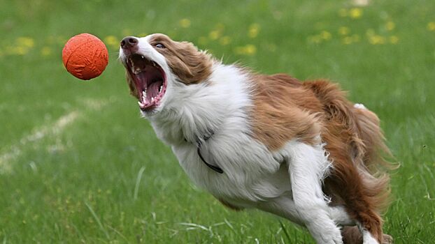 В Госдуме призвали бороться с догхантерами как с «экстремистской группой»