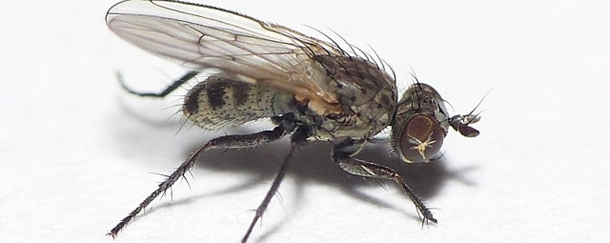 В Воронеж в импортном табачном сырье завезли карантинную муху-горбатку