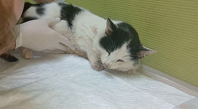 Ветеринар из Сокольского объяснила, почему выбросила травмированного кота на улицу