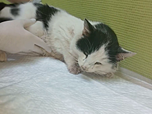 Ветеринар из Сокольского объяснила, почему выбросила травмированного кота на улицу