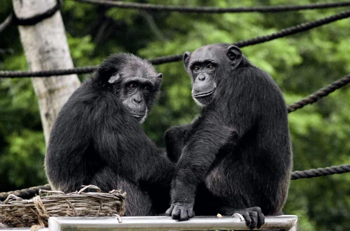 Картины ростовских шимпанзе продали на аукционе