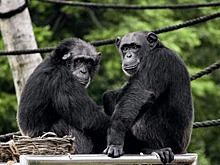 Картины ростовских шимпанзе продали на аукционе