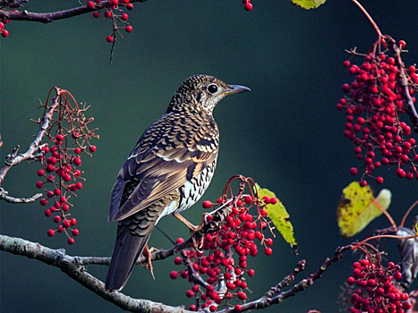 В Битцевском лесу научат узнавать птиц по голосам