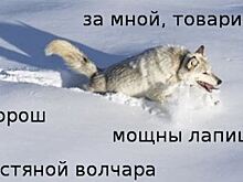 Самые смешные варианты мема про шерстяного волчару