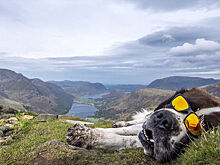 СМИ рассказали о приключениях гигантского сенбернара-путешественника