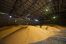 Минсельхоз назвал цены будущих зерновых интервенций