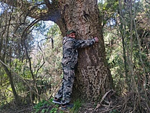 Что стало с единственной в России плантацией пробкового дуба