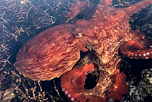 Огромный красный осьминог в Приморье попал на видео