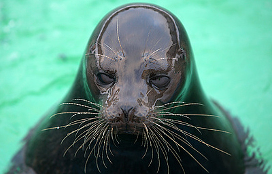 Домики для исчезающей нерпы