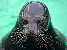 Домики для исчезающей нерпы