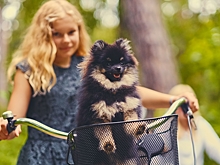 Кинолог раскритиковал новый тренд среди собаководов