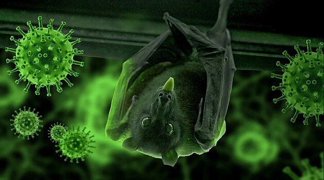 Российские летучие мыши опасны не меньше китайских. У них в крови коронавирусы