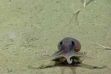 У берегов Калифорнии найден «детский сад» осьминогов