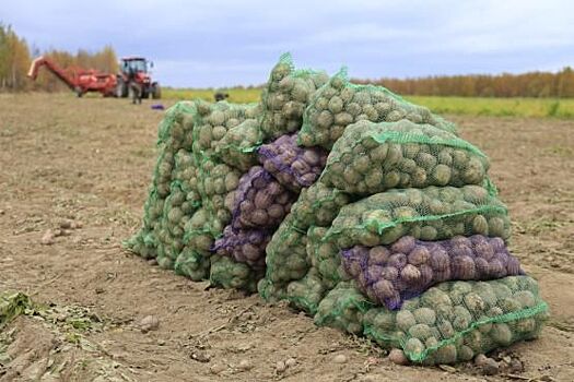 Аграрии «вычислили» самый морозоустойчивый сорт картошки