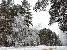 Стало известно, как пропавшие в Ленобласти отец с сыном пережили ночь в лесу
