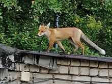 В Рязани лиса забралась на крышу гаража