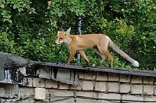 В Рязани лиса забралась на крышу гаража