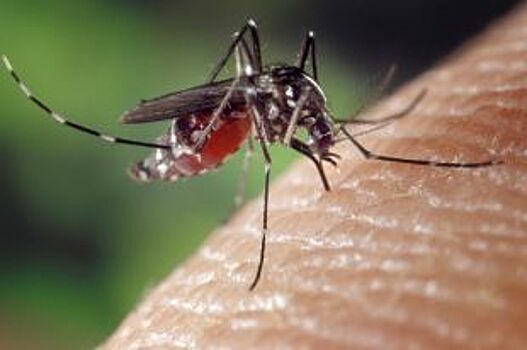 Почему одних комары кусают, а других нет?