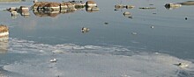 Петербуржцы пожаловались на зелёную воду с неприятным запахом в Финском заливе